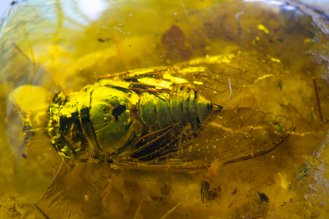 大陆江苏出土明朝进士张安晚的家族墓，墓内发现珍贵的「金蝉玉叶」，虽是髮饰也是爱情信物。（示意图：Shutterstock／达志）

