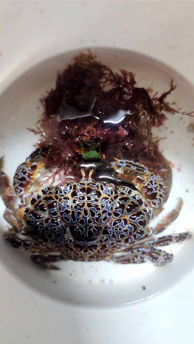 澎湖剧毒铜铸熟若蟹12日晚横行巷道，疑为跟刺网上岸。（吴宜芳提供）