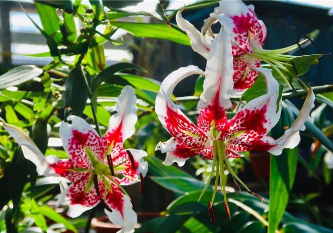 新北市平溪區紫東社區發展協會與新北市農業局復育台灣極為物種豔紅鹿子百合有成，近年已達1萬株。（新北市農業局提供）