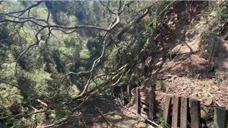 嘉義本月19震 阿里山鐵路樹倒阻562名旅客上山