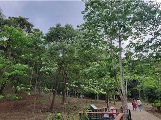登革熱疫後桐花公園開放 雲林客家桐花祭登場