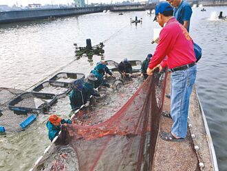 不敷成本 「班班吃石斑」9个月即收摊