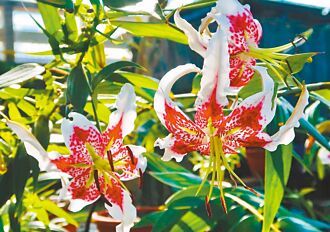 平溪紫東社區復育 豔紅鹿子百合達萬株