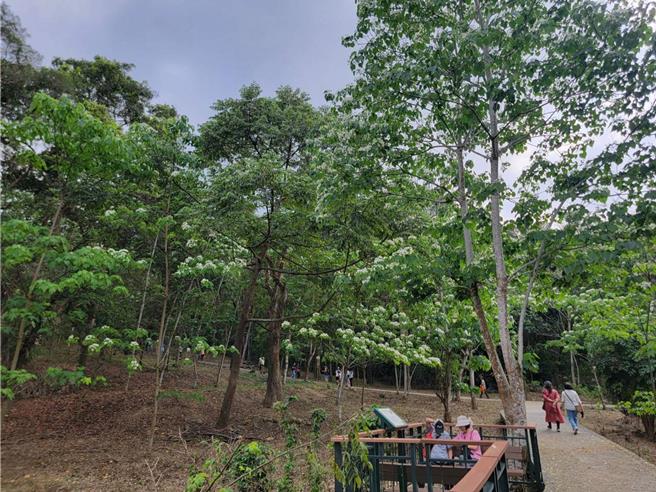 「雲林客家桐花祭活動」14日登場，今年以「桐聚、心花開」為主題，民眾可漫遊桐花步道、欣賞桐花綻放美景，並品嘗台灣咖啡原鄉古坑咖啡的香醇、體驗客庄文化的在地特色。（雲林縣政府提供／張朝欣雲林傳真）