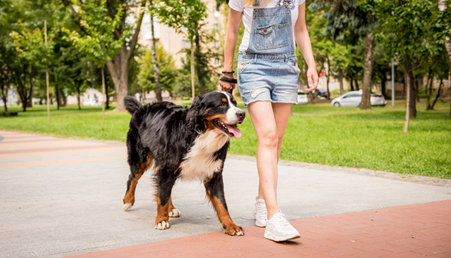 英国一名饲主到公园遛狗，爱犬突然捡回一根人骨，意外揭发一起分尸杀人案。（示意图：Shutterstock／达志）