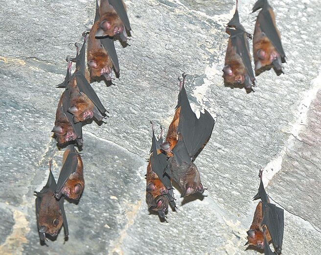 基隆市定古蹟刘铭传隧道12日正式开放自由参观。隧道内生态丰富，除有鸟类栖息，更有台湾特有种「台湾叶鼻蝠」倒挂休憩。（沈锦丰提供／徐佑升基隆传真）