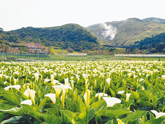 在台北市政府產業發展局、北投區農會的輔導下，陽明山竹子湖地區得以發展成為以花卉為主題的休閒農業區。（台北市產業發展局提供／黃敬文台北傳真）