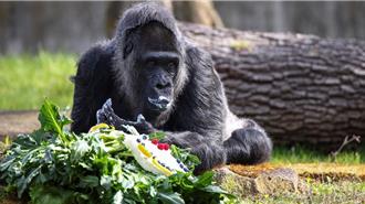 世界最老大猩猩 在柏林慶祝67歲生日