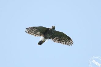 2024观音观鹰登场 走步道，感受生态「趣」！