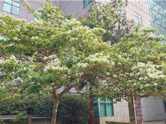 新北下起四月雪  中和四號公園「流蘇花」綻放