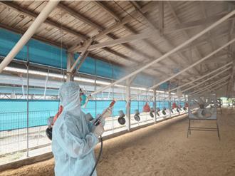 學甲土雞場確診禽流感 動保處今撲殺1萬6825隻