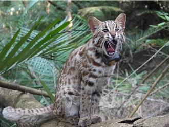 環團控訴鳥嘴潭廢土破壞石虎棲地  5月1日開庭
