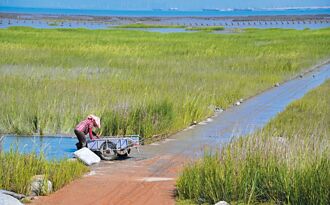 金門 溼地殺手入侵 活化石岌岌可危