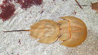 鱟殼化身虎頭牌 金門獨特厭勝物