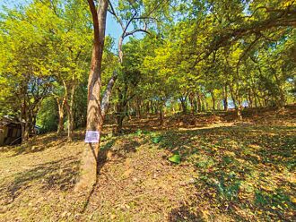 嘉市 南興國中砍樹開發露營區 惹民怨