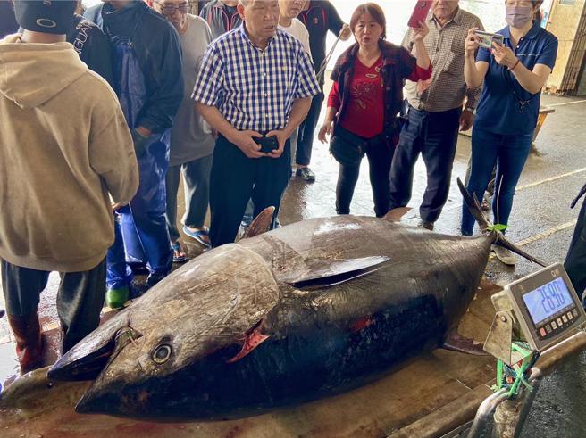 宜蘭縣蘇澳籍漁船再發668號今（15日）抵達蘇澳第三漁港，由蘇澳區漁會人員到場確認長253公分、重達269公斤且為活魚狀態，認定為「南方澳第一鮪」。（吳佩蓉攝）