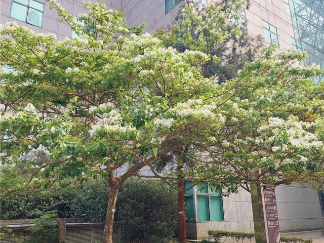 流蘇花花期來臨，新北市中和區四號公園種滿流蘇花，雪白花落看起來宛若「四月雪」，新北市景觀處歡迎民眾前往觀賞。（新北市景觀處提供）