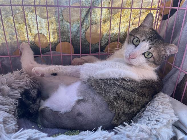 「平安」截肢后恢復良好，目前已获认养。（新北市动保处提供）