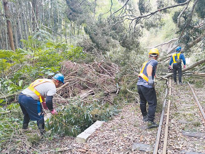 阿里山小火車14日行駛至鄰近交力坪車站遇到樹木倒塌，受阻無法上山。（林鐵及文資處提供／廖素慧嘉義傳真）