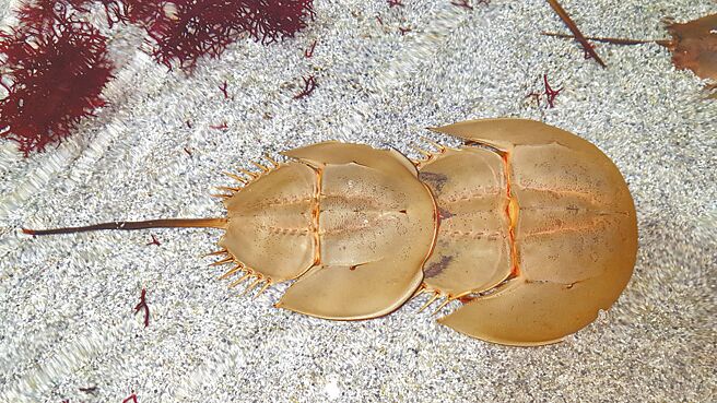 活化石「鱟」4億多年前古生代泥盆紀就已出現在地球上，2019年被國際自然保育聯盟（IUCN）列為瀕危物種。（金門縣水產試驗所提供／于家麒金門傳真）