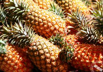 關廟鳳梨魅力無法擋 將前進新加坡再遠征歐洲！