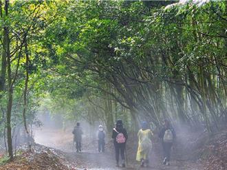 春遊雪霸國家公園採A─Li 體驗泰雅文化與雪見生態之旅