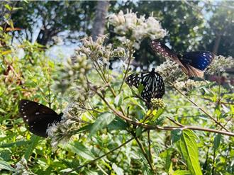 40萬紫斑蝶往北飛 雲林林內鄉數量達高峰邀民月底賞蝶