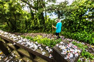 竹縣4條桐花小旅行路線 峨眉十二寮桐花祭27日登場