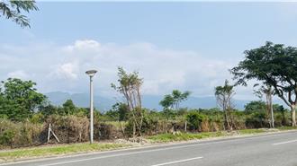 災後補植行道樹 台東縣首選羅漢松抗風