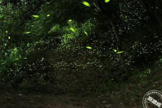 南市楠西梅嶺賞螢季登場 白天看桐花、晚上賞螢「趣」！