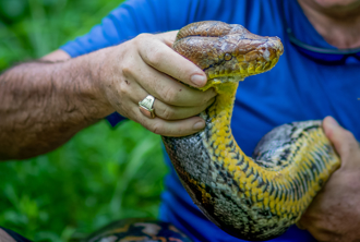 狂男抓眼镜蛇不用工具 「徒手装罐」千万人看呆