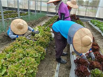 完整体验从土地到餐桌 喜乐院生喜摘首批莴苣