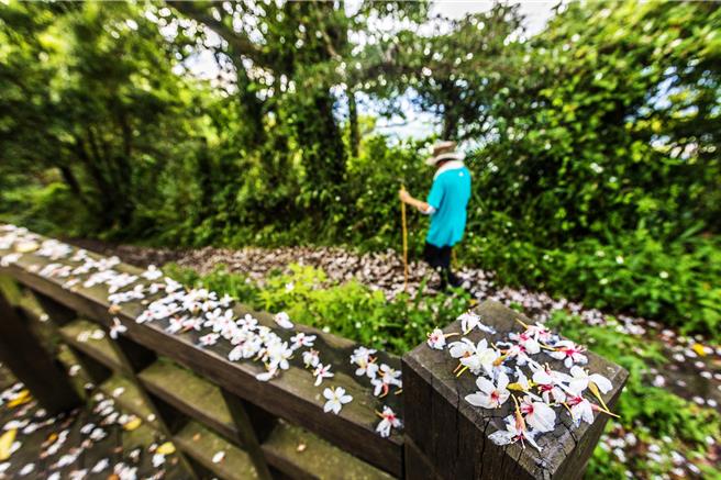 新竹縣各鄉鎮桐花已陸續盛開，縣府文化局推出4條路線的桐花小旅行，27日將在峨眉十二寮展開「桐聚時光村」2024桐花祭。（羅浚濱攝）