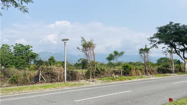 台東市南島大道補植行道樹，樹種為羅漢松，不僅具抗風性，且營造沉穩氛圍。（蕭嘉蕙攝）