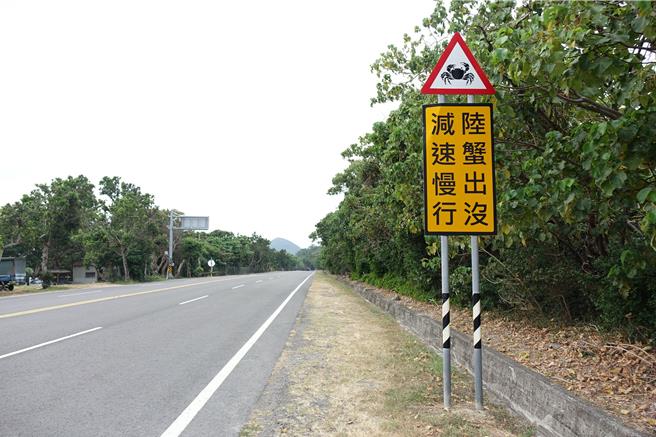 墾丁陸蟹繁殖高峰期為每年農曆6月至8月，因車輛往來頻繁，母蟹常常在橫跨馬路往海岸奔走中慘遭輾壓。（羅琦文攝）