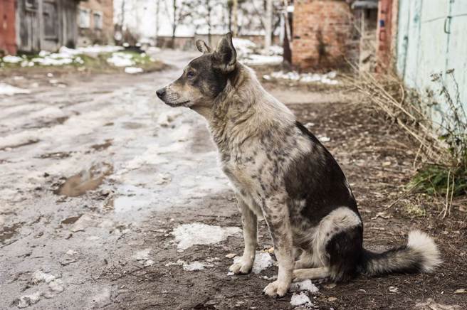 大陸一隻狗狗不知道飼主已經過世了，苦守在殯儀館外5天不願離開。（示意圖：Shutterstock／達志）
