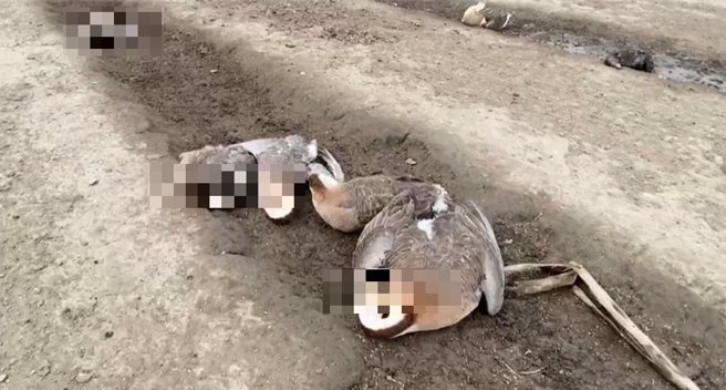 彰化縣北斗鎮顏姓業者飼養的鴨、鵝，昨日中午開始有200多隻陸續死亡，未死亡的鴨、鵝則顯得奄奄一息，業者懷疑是隔壁水稻田使用植保無人機噴藥所致。（民眾提供／葉靜美彰化傳真）