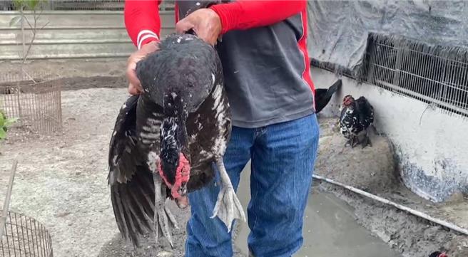 彰化縣北斗鎮顏姓業者飼養的鴨、鵝，昨日中午開始有200多隻陸續死亡，未死亡的鴨、鵝則顯得奄奄一息，業者懷疑是隔壁水稻田使用植保無人機噴藥所致。（民眾提供／葉靜美彰化傳真）