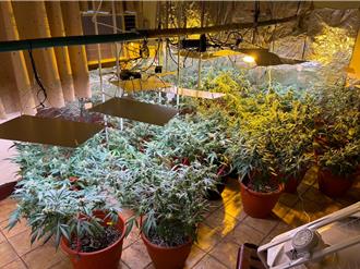 别墅种大麻还开放认股 警方查扣市价上千万元