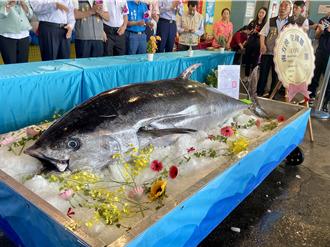 269公斤「南方澳第一鮪」 拍賣破紀錄總價逾300萬售出