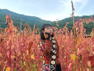 台東縣金峰「紅藜季」 體驗包粽賞浪漫花海