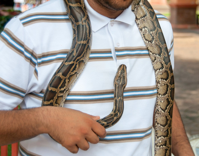 美國一名26歲男子到商店搶劫，拿的武器不是槍，而是在脖子上纏了一條1.5公尺的活蛇。（示意圖：Shutterstock／達志）