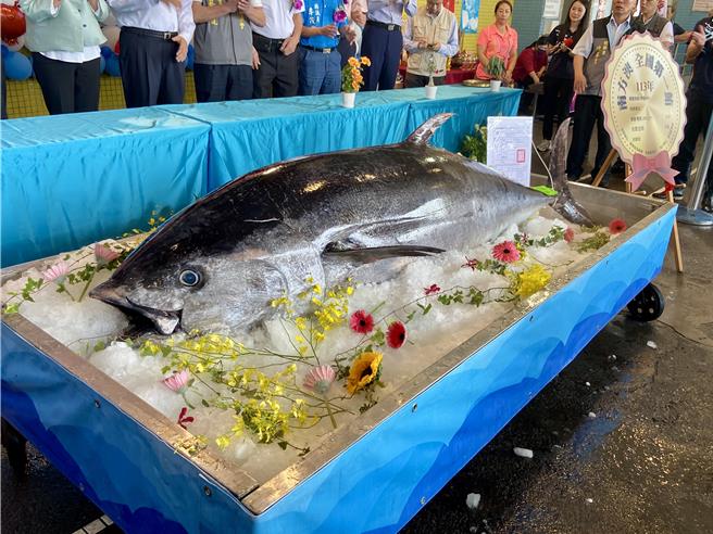 15日確認為蘇澳籍漁船捕獲、重量高達269公斤、活鮪魚及4月1日後捕獲到的，符合4要件認定為「南方澳第一鮪」。（吳佩蓉攝）