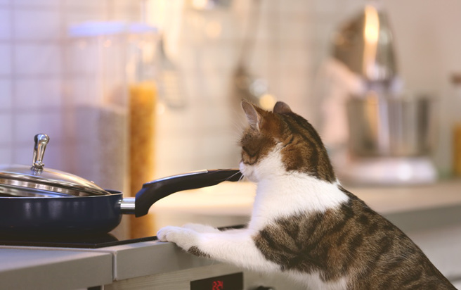 大陸四川成都一隻貓咪在飼主外出上班期間，誤觸廚房電磁爐的開關導致火災，損失近10萬人民幣（約新台幣44.8萬）。（示意圖：Shutterstock／達志）