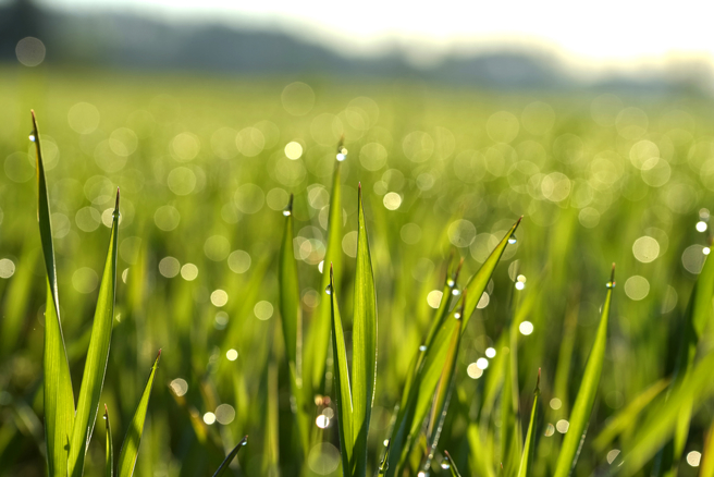 命理師指出，今年「穀雨」這半個月，屬牛、龍、羊、狗的人外出小心，恐有血光車厄、痛厄發生。（示意圖：shutterstock／達志）