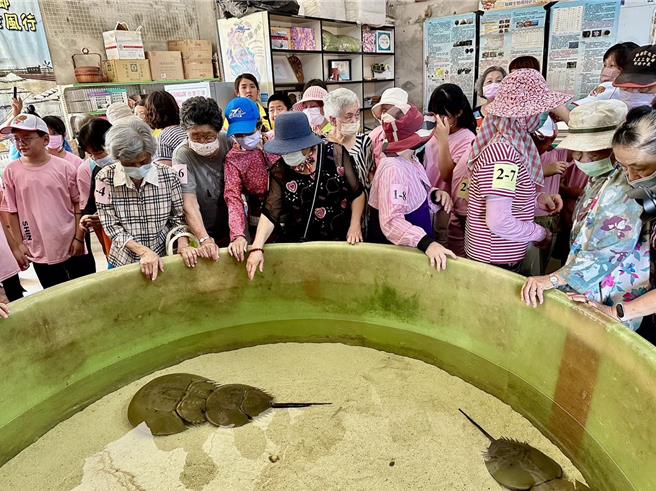 布袋镇新岑国小学生担任「鲎」培育中心小小解说员，带着长辈了解4亿多年前的远古生物。（嘉义县政府提供／吕妍庭嘉义传真）