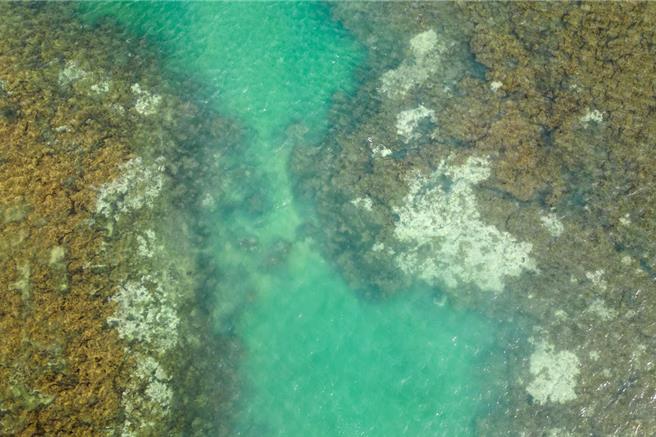 巴西珊瑚白化问题严重。（路透社）