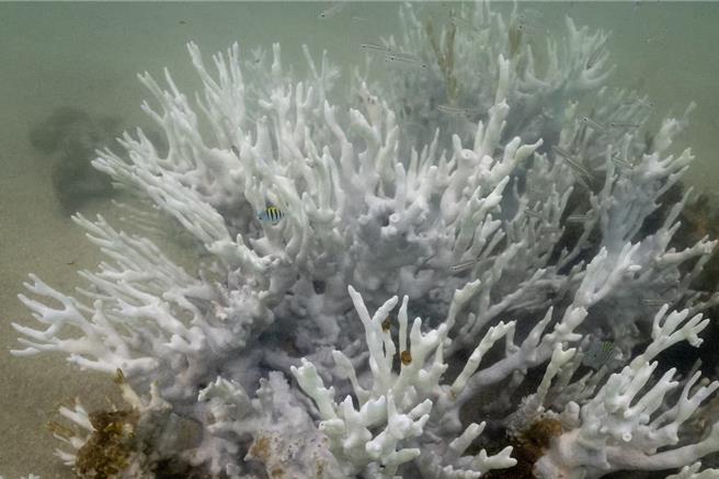 巴西面临史上最严重珊瑚白化问题。（路透社）