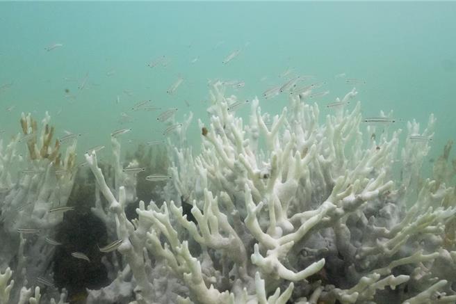 巴西珊瑚白化。（路透社）