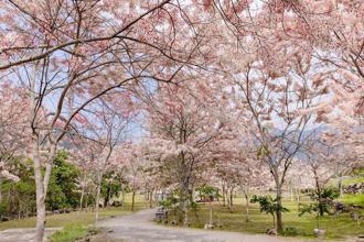 浪漫四月天！高雄粉紅花旗木盛開 寶來不老秘境泡湯嚐美食